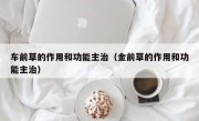 车前草的作用和功能主治（金前草的作用和功能主治）