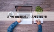 高叶称被礼服鲨疯了（高叶百度百科）