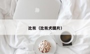 比熊（比熊犬图片）