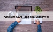 火麒麟蝾螈怎么养（五步蛇是几级保护动物）