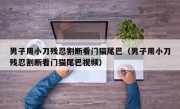 男子用小刀残忍割断看门猫尾巴（男子用小刀残忍割断看门猫尾巴视频）