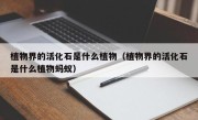 植物界的活化石是什么植物（植物界的活化石是什么植物蚂蚁）
